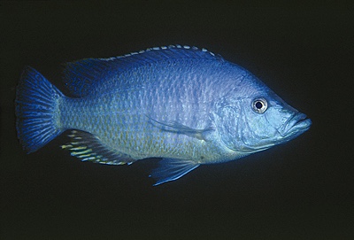 Caprichromis liemi 'Luwala Reef'